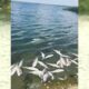 1,000 fish died at Calaveras Lake last month. Here’s how often ‘fish kills’ happen and why.
