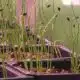 Indoor elevated organic farm thrives in San Antonio