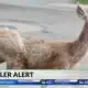 Kentucky State Police issue warning about deer