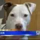 Pet of the Week: Parker