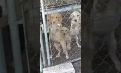 Arkansas animal shelter temporarily closed after staff quits