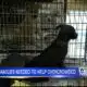 Foster families needed to help overcrowded animal shelters in Tupelo