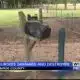 At least 16 mailboxes vandalized in Monroe County