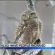 Recent owl attacks in Mobile neighborhood leave residents concerned