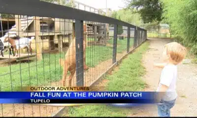 Outdoor Adventures with Chelsea: Tupelo Buffalo Park Pumpkin Patch