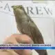 A close look at birds passing through the Gulf Coast (photos)