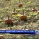 Pumpkin patch season arrives as harder season limits growth