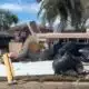 St. Petersburg residents consider moving following damage from Hurricane Helene