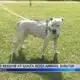 Santa Rosa County Animal Services dog adoptions partially reopened following bacterial illness — wha