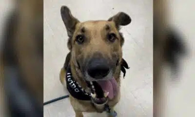 KPRC 2 Pet Project: Meet Charlie, the gentle giant in need of a cuddle buddy