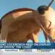 Cockroach reef on display along Highway 90 for Cruisin’ the Coast