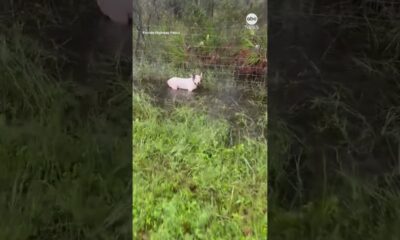 Florida state trooper rescues dog tied up ahead of Hurricane Milton