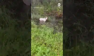 Florida state trooper rescues dog tied up ahead of Hurricane Milton