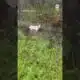 Florida state trooper rescues dog tied up ahead of Hurricane Milton