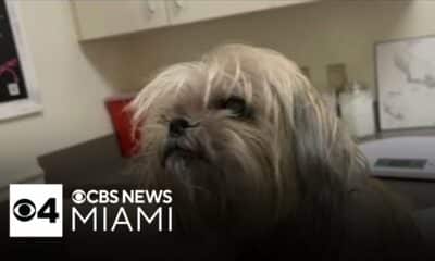 Dog rescued from Hurricane Milton rubble reunites with family