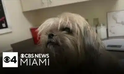 Dog rescued from Hurricane Milton rubble reunites with family