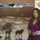 Dog Walk Forecast for Oct. 11 - Penny Lane