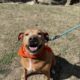 KPRC 2 Pet Project: Meet Betty Boop, the sweet pup patiently waiting for her furever family