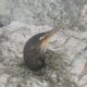 Florida seabirds nearly buried alive by storm surge rescued by Good Samaritans