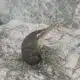Florida seabirds nearly buried alive by storm surge rescued by Good Samaritans