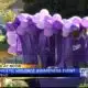 SAFE gearing up for domestic violence awareness event
