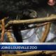 Louisville Zoo welcomes new rare bearcat Bianca
