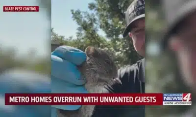 Metro homes overrun with unwanted guests