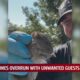 Metro homes overrun with unwanted guests
