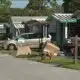 Florida mobile home residents getting eviction notices on top of storm damage