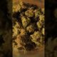 Votes for Arkansas medical marijuana expansion won’t count