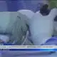 Report details deadly wrong organ removal surgery in Northwest Florida