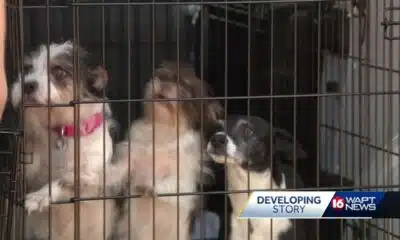 Dozens of dogs, several horses seized in animal cruelty investigation