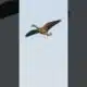 Arkansas begins White-fronted Goose hunting season