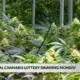 Medical Cannabis Lottery Drawing set to happen Monday