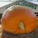 Florida produce market reopens after Hurricane Milton destroyed their products