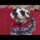 UT Gardens holds 'Howl-O-Ween Pooch Parade and Expo' on Sunday