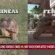 Missing tortoise finds his way back home after 9 weeks