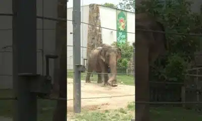 Elephant at Little Rock Zoo passes away