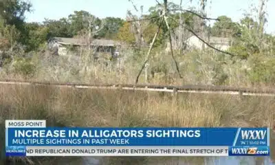 Moss Point residents speak on alligator sightings