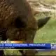 Mississippi offering smart traps to capture wild hogs