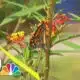 Volunteers capture monarch butterflies and attach tags to their wings every fall. Here's why.