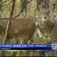 Watch out for deer as night comes sooner