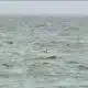 Experts see above normal bacteria in Tampa Bay waterways