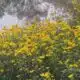Fall wildflowers in Mississippi
