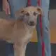 Friday Fur Babies: Meet Cashmere
