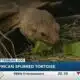 Hattiesburg Zoo welcomes African spurred tortoise to the 4 O'Clock Show