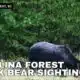 Carolina Forest community residents speak on increase sightings of black bear
