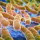 Lettuce tests negative in St. Louis County E. coli outbreak