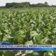 Farmers Awaiting Farm Bill From Congress | November 24, 2024 | WHNT News 19 Sunday Evening