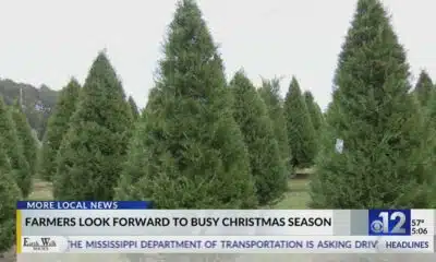 Mississippi Christmas tree farmers look forward to busy season